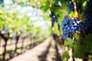 Guided tours of Napa Valley give you an intimate look into California wine