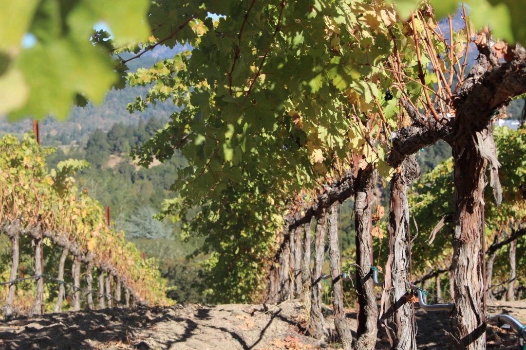 Best Sonoma Wine Tours