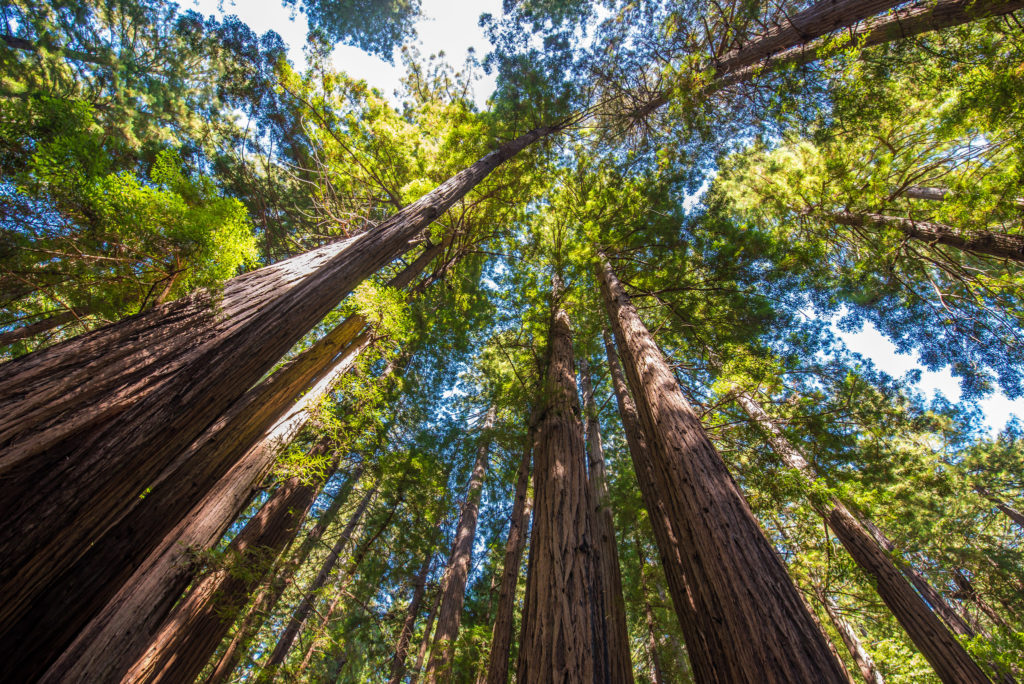 How Much is Muir Woods Parking? And Other FAQs