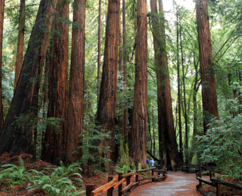 Everything You Need To Know Before Visiting Muir Woods